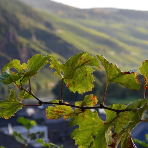 Weingut Erbes-Henn Ξενοδοχείο Ürzig Εξωτερικό φωτογραφία