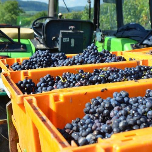 Weingut Erbes-Henn Ξενοδοχείο Ürzig Εξωτερικό φωτογραφία