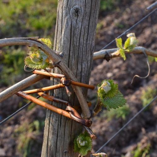 Weingut Erbes-Henn Ξενοδοχείο Ürzig Εξωτερικό φωτογραφία